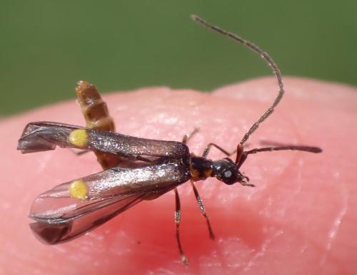 Malthodes marginatus